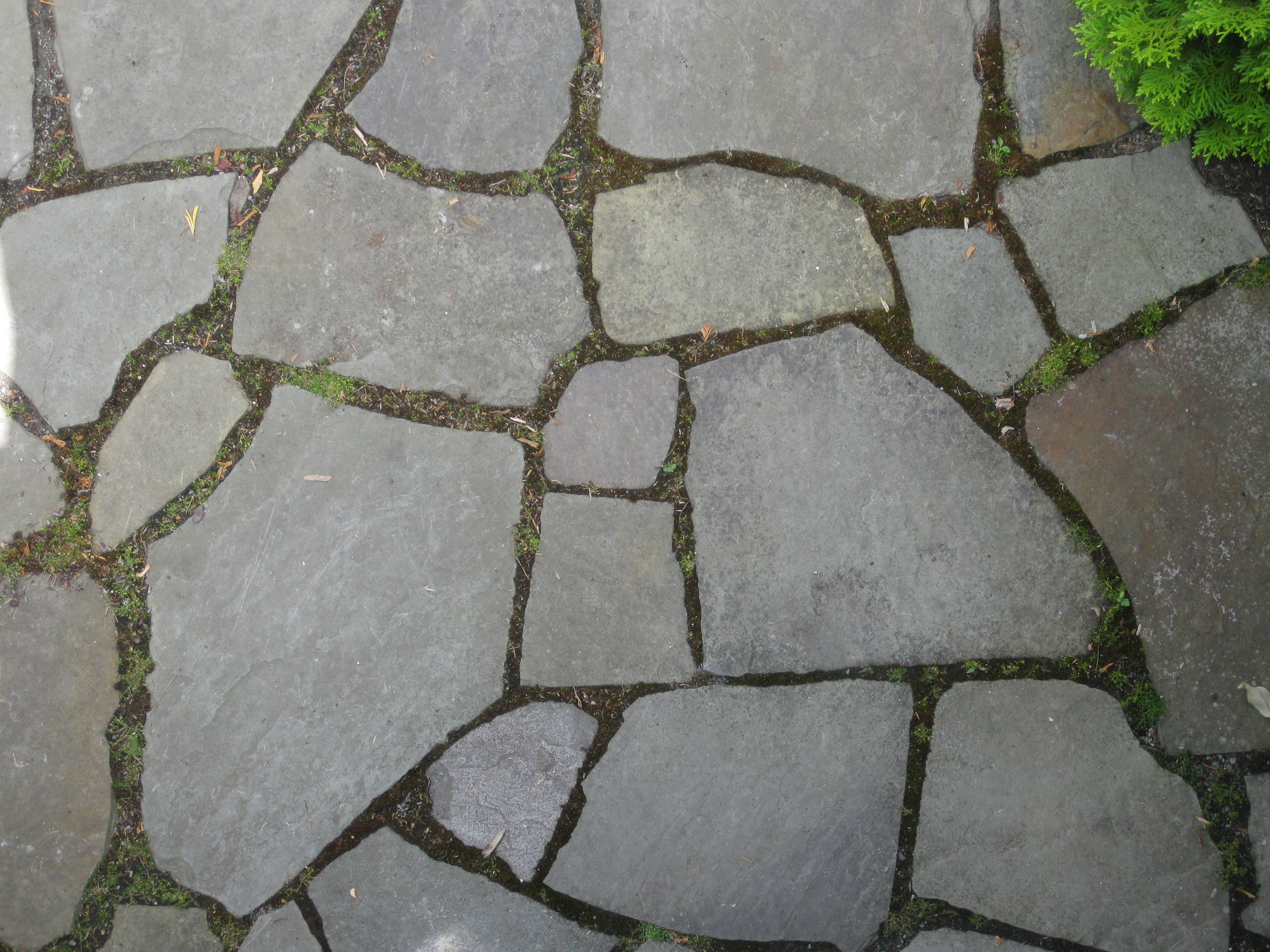 Montlake flagstone with moss