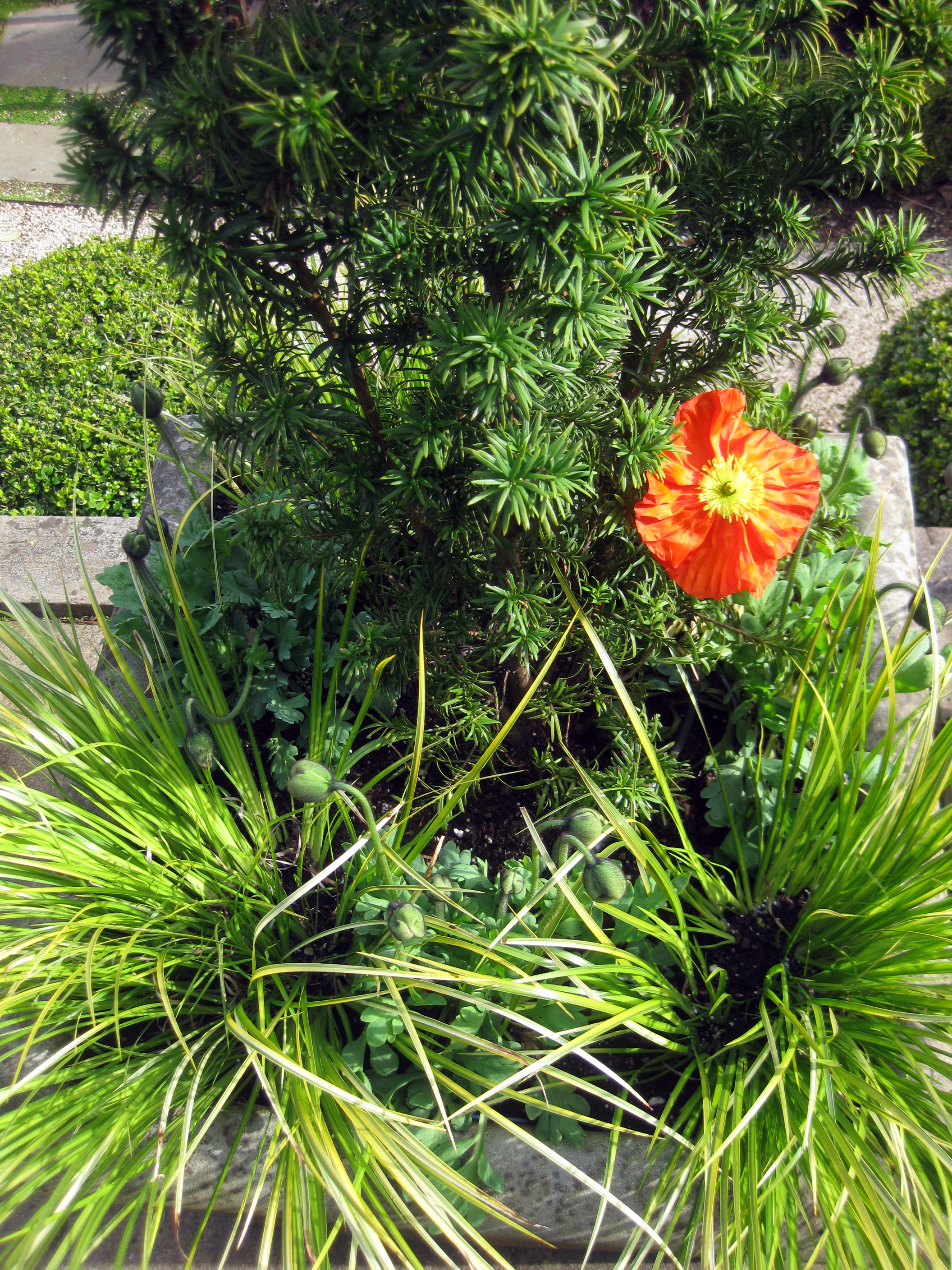 Container Planting with Poppy and Yew